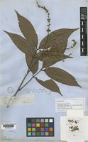 Isotype of Talisia firma Radlk. [family SAPINDACEAE]