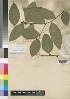 Maytenus undata (Thunb.) Blakelock [family CELASTRACEAE]