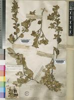 Maytenus undata (Thunb.) Blakelock [family CELASTRACEAE]