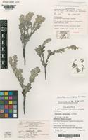 Isotype of Adenanthos cacomorphus E.C.Nelson [family PROTEACEAE]