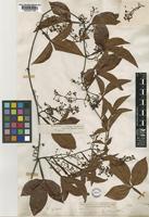 Serjania piscatoria Radlk. [family SAPINDACEAE]