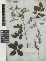 Serjania pedicellaris Radlk. [family SAPINDACEAE]