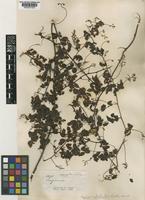 Serjania suborbicularis Radlk. [family SAPINDACEAE]
