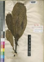 Type of Chassalia eurybotrya Bremek. [family RUBIACEAE]