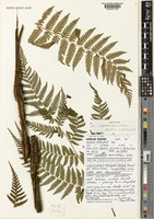 Holotype of Cyathea exilis Holttum [family CYATHEACEAE]