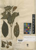 Ruellia petiolaris (Nees) T. F. Daniel [family ACANTHACEAE]