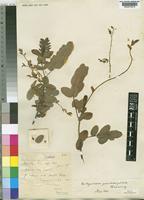Holotype of Aeschynomene grandistipulata Harms [family LEGUMINOSAE-PAPILIONOIDEAE]
