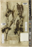 Callitris endlicheri (Parl.) F.M.Bailey [family CUPRESSACEAE]