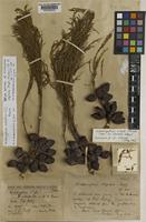 Holotype of Widdringtonia stipitata Stapf. [family CUPRESSACEAE]