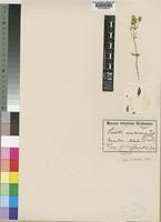 Type of Swertia usambarensis Engl. [family GENTIANACEAE]