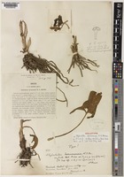 Holotype of Stylochaeton borumensis Brown [family ARACEAE]