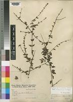 Tinnea pearsonii Robyns & Lebrun [family LABIATAE]