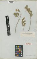 Type of Nierembergia pinifolia Miers [family SOLANACEAE]