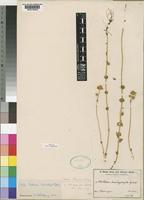 Sebaea baumii Schinz [family GENTIANACEAE]