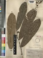 Uvariopsis bakeriana (Hutch. & Dalziel) Robyns & Ghesq. [family ANNONACEAE]