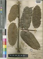 Zanthoxylum gilletii in Global Plants on JSTOR