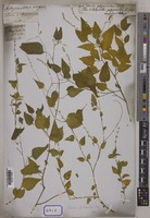 Lectotype of Celosia pulchella Moq. [family AMARANTHACEAE]