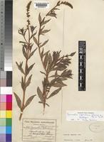 Lectotype of Lysimachia saganeitensis Schweinf. ex Pax & R.Knuth [family PRIMULACEAE]