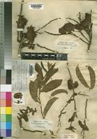 Combretum platypetalum Welw. ex Laws. [family COMBRETACEAE]