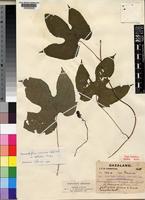 Type of Dioscoreophyllum chirindense, Swynn. & Bak. [family MENISPERMACEAE]