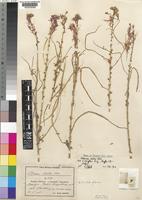 Isotype of Cleome scheffleri Briq. [family CAPPARACEAE]