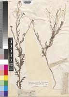 Type of Sisymbrium gariepinum Burch. ex DC. var. nemorosum Burch. ex. DC. [family CRUCIFERAE]
