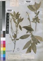 Kiggelaria africana L. [family FLACOURTIACEAE]