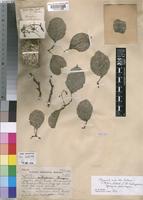 Paratype of Homalium subsuperum Sprague [family FLACOURTIACEAE]