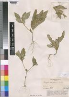 Isotype of Polygala robsonii Exell [family POLYGALACEAE]
