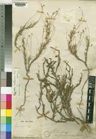 Type of Pharnaceum ruffruticosum Bak. [family MOLLUGINACEAE]