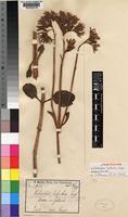 Isolectotype of Kalanchoe lateritia Engl. [family CRASSULACEAE]