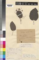 Mondia whitei (Hook.f.) Skeels [family ASCLEPIADACEAE]