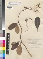 Type of Raphionacme denticulata N.E.Br. [family ASCLEPIADACEAE]