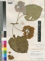 Dombeya longebracteolata Seyani [family STERCULIACEAE]