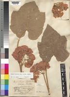 Dombeya burgessiae Gerrard ex Harv. [family STERCULIACEAE]