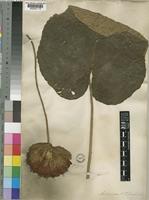 Dombeya wallichii (Lindl.)K.Schum. [family STERCULIACEAE]