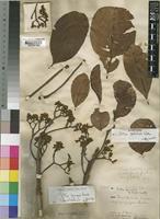 Syntype of Vitex paludosa Vatke [family LABIATAE]