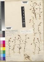 Hermannia kirkii Mast. [family STERCULIACEAE]