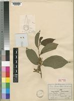 Type of Grewia stolzii Ulbr. [family TILIACEAE]
