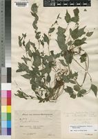 Holotype of Droguetia hildebrandtii Friis & Wilmot-Dear [family URTICACEAE]