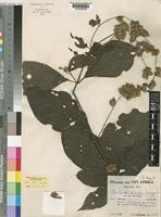 Isotype of Cyathula divulsa Suess. [family AMARANTHACEAE]