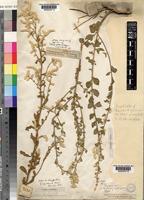 Type of Aerva leucura Moq. [family AMARANTHACEAE]