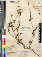 Holotype of Pandiaka andongensis Hiern var. gracilis Suessenguth [family AMARANTHACEAE]