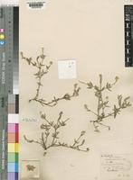 Type of Achyropsis fruticulosa C.B.Clarke [family AMARANTHACEAE]