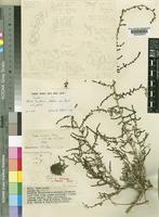 Suaeda micromeris Brenan [family CHENOPODIACEAE]