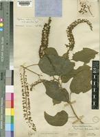 Phytolacca dodecandra L'Hér. var. apiculata Engl. [family PHYTOLACCACEAE]
