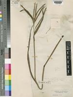 Paspalum scrobiculatum L. [family POACEAE]