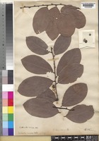 Bridelia ovata Decne. [family PHYLLANTHACEAE]