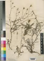 Sonchus tenerrimus L. var. maritimus [family COMPOSITAE]