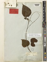 Lectotype of Claoxylon cordifolium Benth. [family EUPHORBIACEAE]